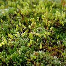 Attēlu rezultāti vaicājumam “Bryum neodamense”