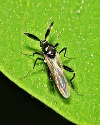 Attēlu rezultāti vaicājumam “Tetanops myopina”