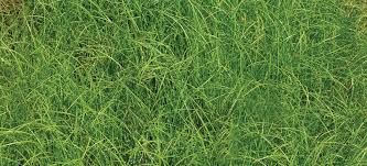 Attēlu rezultāti vaicājumam “Carex x bakkeriana”