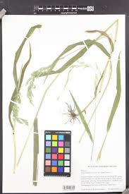 Attēlu rezultāti vaicājumam “Cinna latifolia fruit”