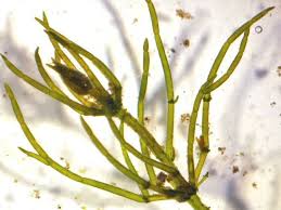 Attēlu rezultāti vaicājumam “Chara contraria”