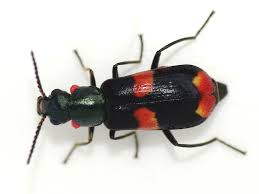 Attēlu rezultāti vaicājumam “Anthocomus fasciatus”