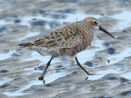 Attēlu rezultāti vaicājumam “Calidris ferruginea adult”