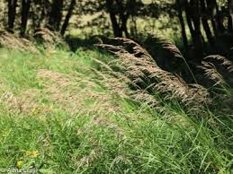 Attēlu rezultāti vaicājumam “Calamagrostis purpurea flower”
