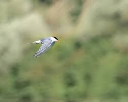Attēlu rezultāti vaicājumam “Sterna hirundo”