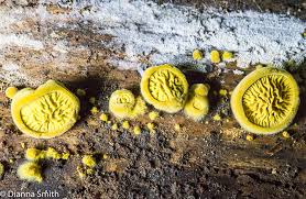 Attēlu rezultāti vaicājumam “Pseudomerulius aureus”