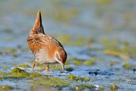 Image result for Porzana pusilla