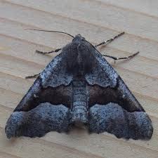 Attēlu rezultāti vaicājumam “Jodis putata”