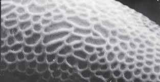 Attēlu rezultāti vaicājumam “Schistostega pennata”