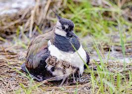 Attēlu rezultāti vaicājumam “Vanellus vanellus”