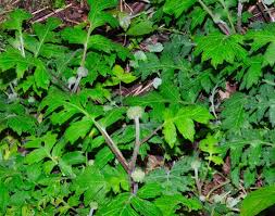 Attēlu rezultāti vaicājumam “Hydrophyllaceae”