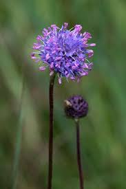 Image result for Succisa pratensis