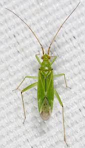 Attēlu rezultāti vaicājumam “Blepharidopterus angulatus”