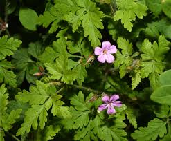 Attēlu rezultāti vaicājumam “Geranium robertianum leaf”