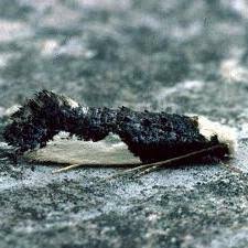 Attēlu rezultāti vaicājumam “Monopis monachella”