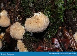 Attēlu rezultāti vaicājumam “Postia ptychogaster”