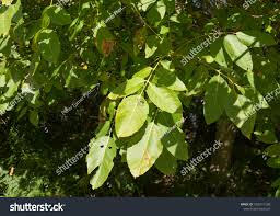 Attēlu rezultāti vaicājumam “Juglans x sinensis leaf”