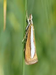 Attēlu rezultāti vaicājumam “Catoptria margaritella”