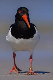 Attēlu rezultāti vaicājumam “Haematopus ostralegus”