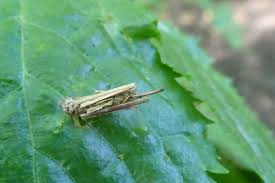 Attēlu rezultāti vaicājumam “Psyche casta larva”