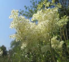 Attēlu rezultāti vaicājumam “Filipendula ulmaria  flower”