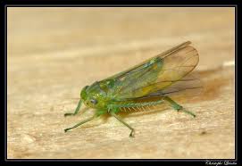 Attēlu rezultāti vaicājumam “Empoasca sp.”