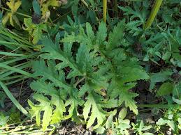 Attēlu rezultāti vaicājumam “Heracleum sphondylium subsp. sibiricum”