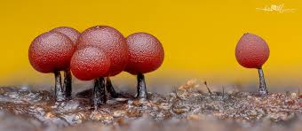 Attēlu rezultāti vaicājumam “Enerthenema papillatum”