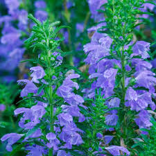 Image result for Dracocephalum moldavicum