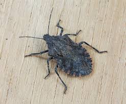 Attēlu rezultāti vaicājumam “Pentatomidae”