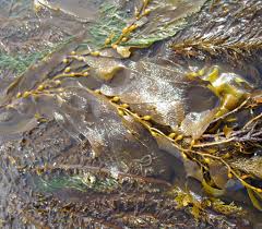 Attēlu rezultāti vaicājumam “Lycogala cf. oleocrystalliferum macro”