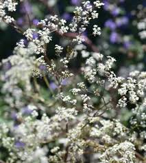 Attēlu rezultāti vaicājumam “Anthriscus sylvestris flower”
