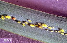 Attēlu rezultāti vaicājumam “Rhopalosiphum oxyacanthae”