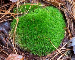 Attēlu rezultāti vaicājumam “Leucobryum glaucum”