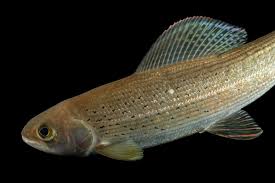 Image result for Thymallus thymallus