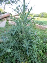 Attēlu rezultāti vaicājumam “Cirsium x rigens flower”