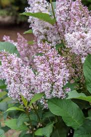 Image result for flieder