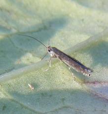 Attēlu rezultāti vaicājumam “Lyonetiidae”