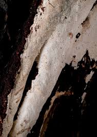 Attēlu rezultāti vaicājumam “Perenniporia medulla-panis”