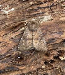 Attēlu rezultāti vaicājumam “Rusina ferruginea female”