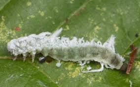 Attēlu rezultāti vaicājumam “Eriocampa ovata larva”