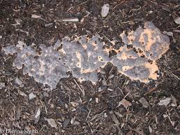 Attēlu rezultāti vaicājumam “Nectriopsis violacea”