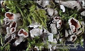 Attēlu rezultāti vaicājumam “Parmelia serrana”