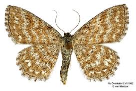 Attēlu rezultāti vaicājumam “Scopula immorata”