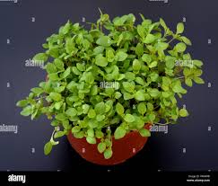 Image result for Majoran