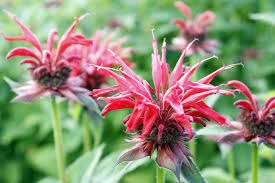 Attēlu rezultāti vaicājumam “Diderma montanum”