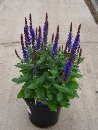 Image result for Salvia nemorosa