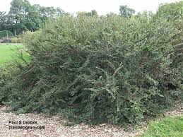 Attēlu rezultāti vaicājumam “Cotoneaster divaricatus”