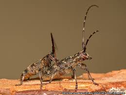 Attēlu rezultāti vaicājumam “Monochamus galloprovincialis”