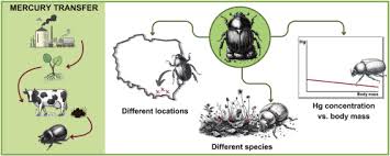Attēlu rezultāti vaicājumam “Aphodius sp. imago”